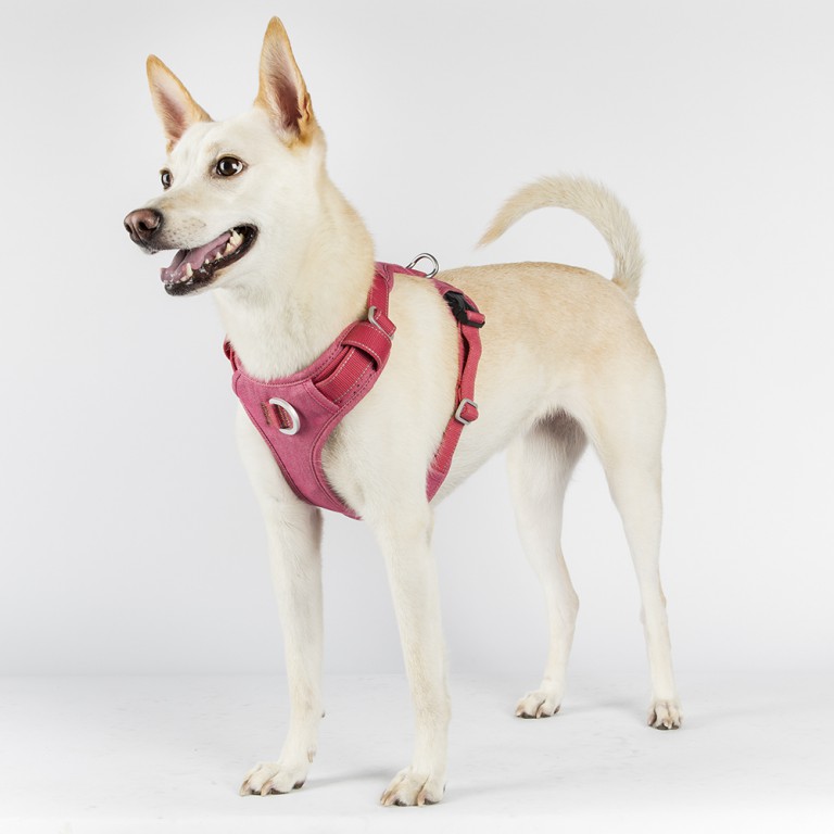 Dog clipping harness shop